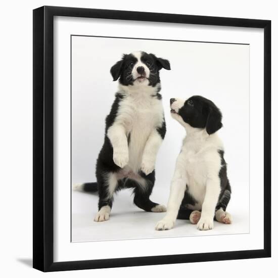 Two Black-And-White Border Collie Puppies Playing, 6 Weeks-Mark Taylor-Framed Photographic Print