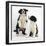 Two Black-And-White Border Collie Puppies Playing, 6 Weeks-Mark Taylor-Framed Photographic Print