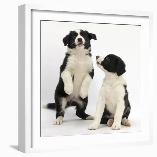 Two Black-And-White Border Collie Puppies Playing, 6 Weeks-Mark Taylor-Framed Photographic Print