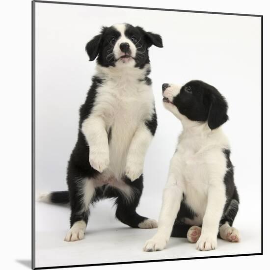 Two Black-And-White Border Collie Puppies Playing, 6 Weeks-Mark Taylor-Mounted Photographic Print