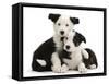 Two Black-And-White Border Collie Puppies-Mark Taylor-Framed Stretched Canvas