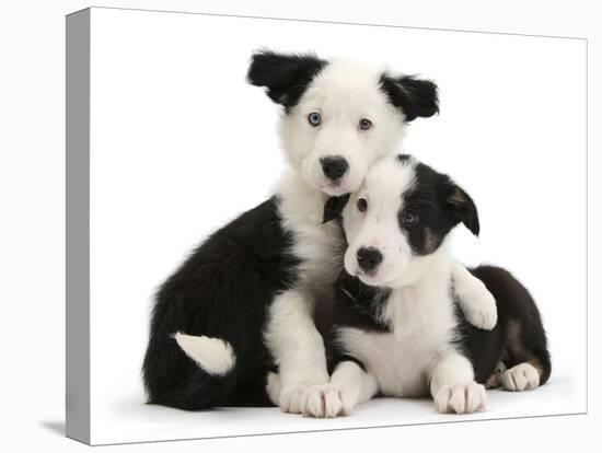 Two Black-And-White Border Collie Puppies-Mark Taylor-Stretched Canvas