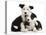 Two Black-And-White Border Collie Puppies-Mark Taylor-Stretched Canvas