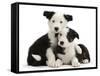 Two Black-And-White Border Collie Puppies-Mark Taylor-Framed Stretched Canvas