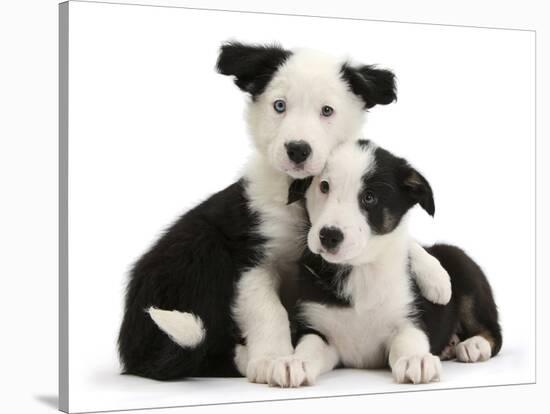 Two Black-And-White Border Collie Puppies-Mark Taylor-Stretched Canvas