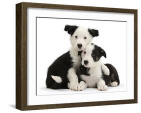 Two Black-And-White Border Collie Puppies-Mark Taylor-Framed Photographic Print