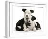 Two Black-And-White Border Collie Puppies-Mark Taylor-Framed Photographic Print