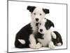 Two Black-And-White Border Collie Puppies-Mark Taylor-Mounted Photographic Print