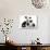 Two Black-And-White Border Collie Puppies-Mark Taylor-Photographic Print displayed on a wall