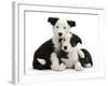 Two Black-And-White Border Collie Puppies-Mark Taylor-Framed Photographic Print