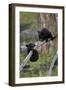 Two Black Bear cubs of the year or spring cubs playing, Yellowstone Nat'l Park, Wyoming, USA-James Hager-Framed Photographic Print