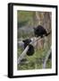 Two Black Bear cubs of the year or spring cubs playing, Yellowstone Nat'l Park, Wyoming, USA-James Hager-Framed Photographic Print