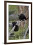 Two Black Bear cubs of the year or spring cubs playing, Yellowstone Nat'l Park, Wyoming, USA-James Hager-Framed Photographic Print