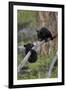 Two Black Bear cubs of the year or spring cubs playing, Yellowstone Nat'l Park, Wyoming, USA-James Hager-Framed Photographic Print