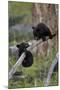 Two Black Bear cubs of the year or spring cubs playing, Yellowstone Nat'l Park, Wyoming, USA-James Hager-Mounted Photographic Print