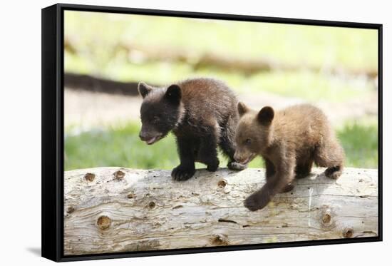 Two Black Bear Cubs on a Log-MichaelRiggs-Framed Stretched Canvas