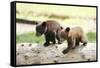 Two Black Bear Cubs on a Log-MichaelRiggs-Framed Stretched Canvas