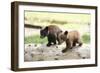 Two Black Bear Cubs on a Log-MichaelRiggs-Framed Photographic Print