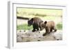 Two Black Bear Cubs on a Log-MichaelRiggs-Framed Photographic Print