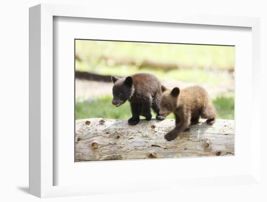 Two Black Bear Cubs on a Log-MichaelRiggs-Framed Photographic Print