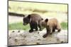 Two Black Bear Cubs on a Log-MichaelRiggs-Mounted Photographic Print