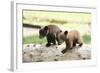 Two Black Bear Cubs on a Log-MichaelRiggs-Framed Photographic Print