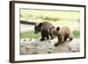 Two Black Bear Cubs on a Log-MichaelRiggs-Framed Photographic Print