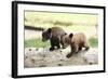 Two Black Bear Cubs on a Log-MichaelRiggs-Framed Photographic Print