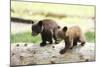 Two Black Bear Cubs on a Log-MichaelRiggs-Mounted Photographic Print