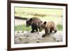 Two Black Bear Cubs on a Log-MichaelRiggs-Framed Photographic Print