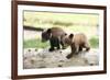 Two Black Bear Cubs on a Log-MichaelRiggs-Framed Photographic Print