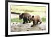 Two Black Bear Cubs on a Log-MichaelRiggs-Framed Photographic Print