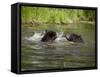 Two Black Bears Playing, in Captivity, Sandstone, Minnesota, USA-James Hager-Framed Stretched Canvas