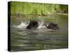 Two Black Bears Playing, in Captivity, Sandstone, Minnesota, USA-James Hager-Stretched Canvas