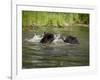 Two Black Bears Playing, in Captivity, Sandstone, Minnesota, USA-James Hager-Framed Photographic Print