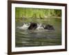 Two Black Bears Playing, in Captivity, Sandstone, Minnesota, USA-James Hager-Framed Photographic Print