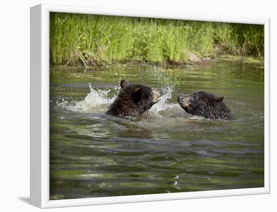 Two Black Bears Playing, in Captivity, Sandstone, Minnesota, USA-James Hager-Framed Photographic Print