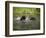 Two Black Bears Playing, in Captivity, Sandstone, Minnesota, USA-James Hager-Framed Photographic Print