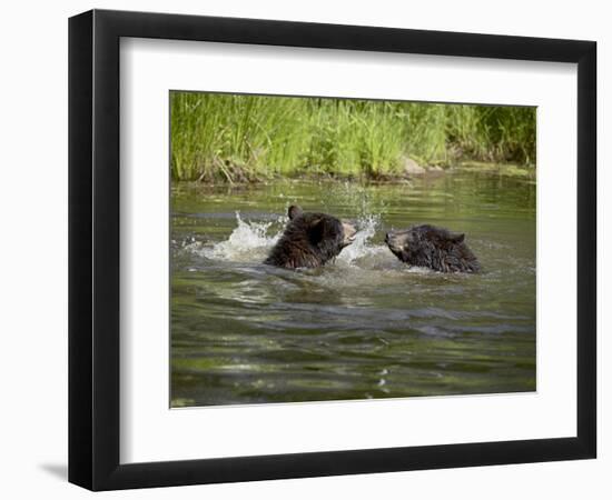 Two Black Bears Playing, in Captivity, Sandstone, Minnesota, USA-James Hager-Framed Photographic Print