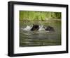 Two Black Bears Playing, in Captivity, Sandstone, Minnesota, USA-James Hager-Framed Photographic Print