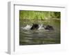 Two Black Bears Playing, in Captivity, Sandstone, Minnesota, USA-James Hager-Framed Photographic Print