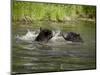 Two Black Bears Playing, in Captivity, Sandstone, Minnesota, USA-James Hager-Mounted Photographic Print
