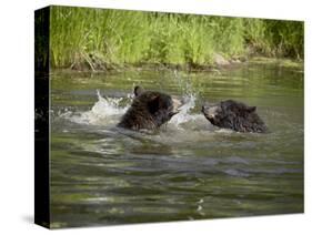 Two Black Bears Playing, in Captivity, Sandstone, Minnesota, USA-James Hager-Stretched Canvas