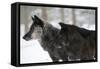 Two Black Melanistic Variants of North American Timber Wolf (Canis Lupus) in Snow, Austria, Europe-Louise Murray-Framed Stretched Canvas