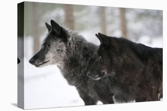 Two Black Melanistic Variants of North American Timber Wolf (Canis Lupus) in Snow, Austria, Europe-Louise Murray-Stretched Canvas