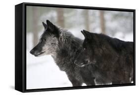 Two Black Melanistic Variants of North American Timber Wolf (Canis Lupus) in Snow, Austria, Europe-Louise Murray-Framed Stretched Canvas