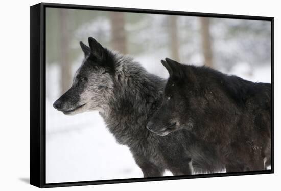 Two Black Melanistic Variants of North American Timber Wolf (Canis Lupus) in Snow, Austria, Europe-Louise Murray-Framed Stretched Canvas