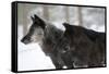 Two Black Melanistic Variants of North American Timber Wolf (Canis Lupus) in Snow, Austria, Europe-Louise Murray-Framed Stretched Canvas