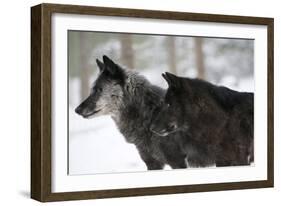 Two Black Melanistic Variants of North American Timber Wolf (Canis Lupus) in Snow, Austria, Europe-Louise Murray-Framed Photographic Print