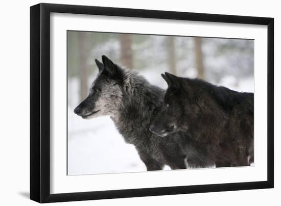 Two Black Melanistic Variants of North American Timber Wolf (Canis Lupus) in Snow, Austria, Europe-Louise Murray-Framed Photographic Print